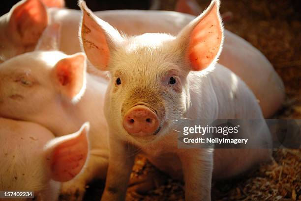 this little piggie... - livestock stock pictures, royalty-free photos & images