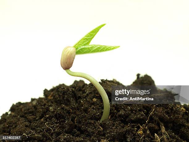 little mung bean - bean sprouting stock pictures, royalty-free photos & images