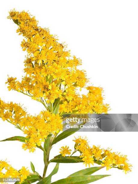 blume (solidago gigantea - goldenrod stock-fotos und bilder