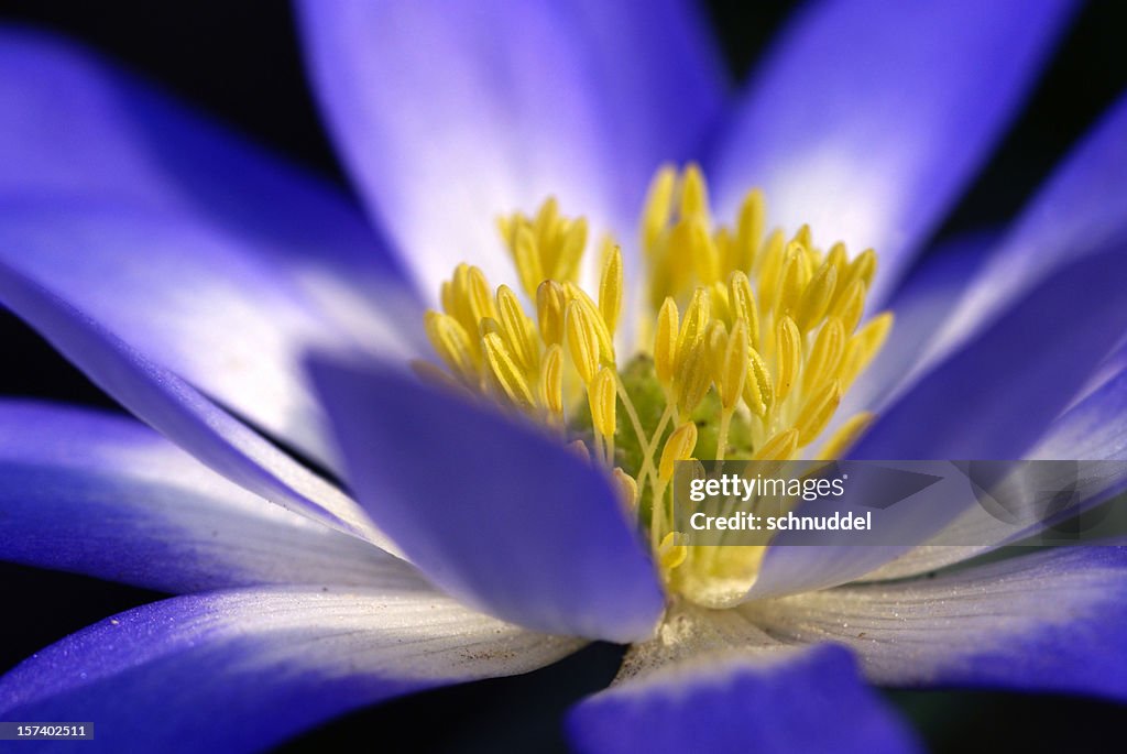 Macro from a blue anemone