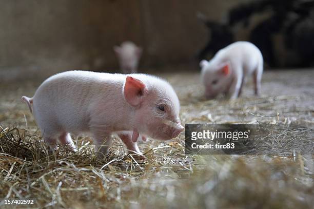 ten day old piglets - small farm stock pictures, royalty-free photos & images