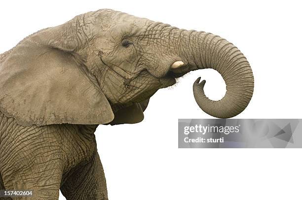 elephant rufen sie uns an - elephant face stock-fotos und bilder