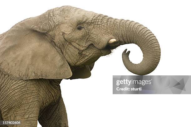 elefante ligue para - white elephant - fotografias e filmes do acervo