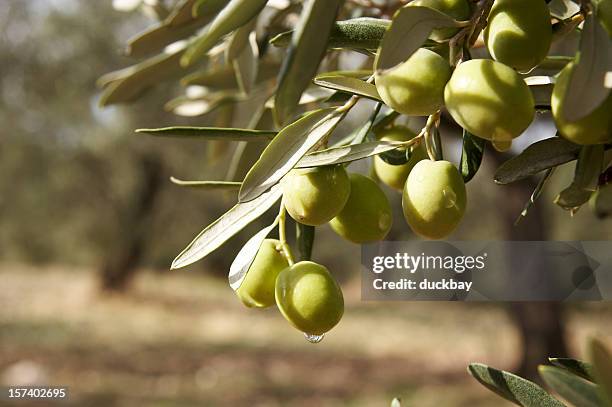 round green olives attached to the tree - olives stockfoto's en -beelden