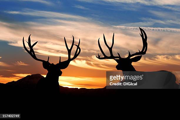 schwarzwedelhirsch - mule deer stock-fotos und bilder