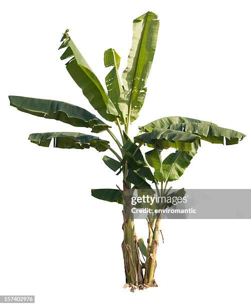 banana tree with clipping path. - tropical tree stock pictures, royalty-free photos & images