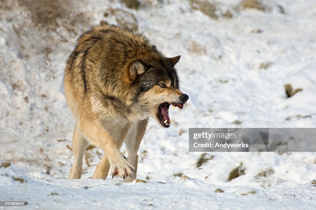 Wolf aggressività