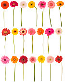 New selection of isolated Gerberas