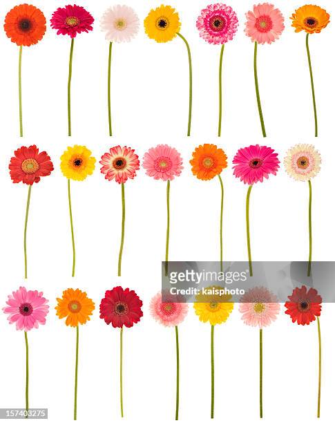 new selection of isolated gerberas - gerbera daisy stock pictures, royalty-free photos & images