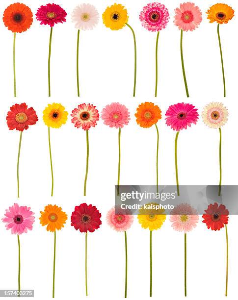 new selection of isolated gerberas - white daisy flower stock pictures, royalty-free photos & images