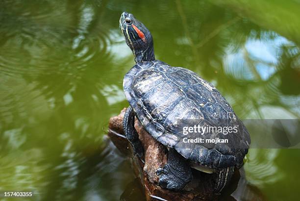 red eared slider turtle (trachemys scripta elegans) - turtle stock pictures, royalty-free photos & images