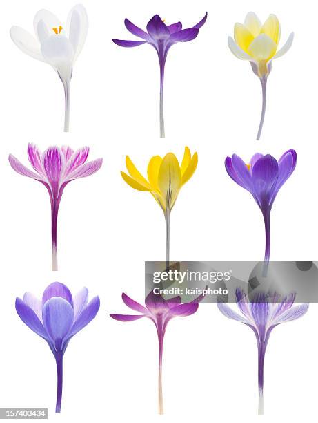 isolated crocuses - crocus stock pictures, royalty-free photos & images