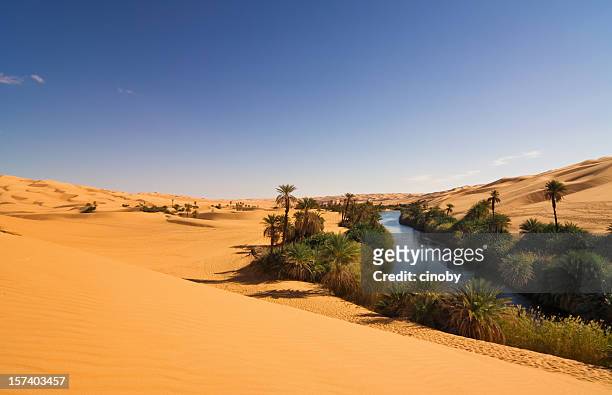 um el ma oasis , mandara lake , libyan sahara desert, africa - date palm tree stock pictures, royalty-free photos & images