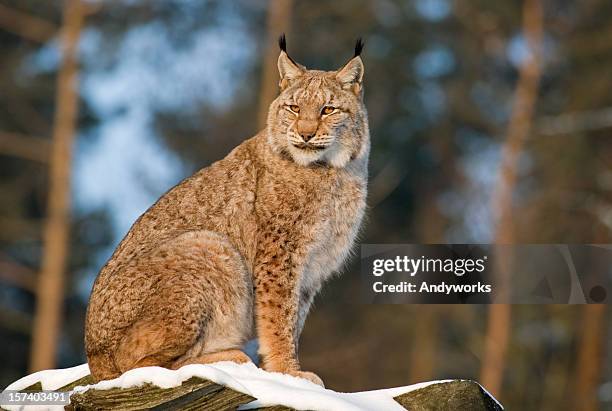 lynx - luchs stock-fotos und bilder