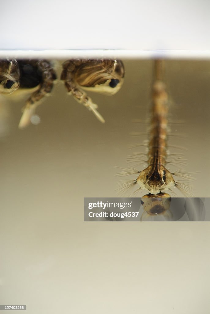 Mosquito Larva and Pupa