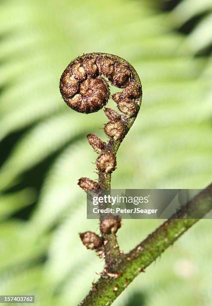 unfolding fern frond - koru pattern stock pictures, royalty-free photos & images