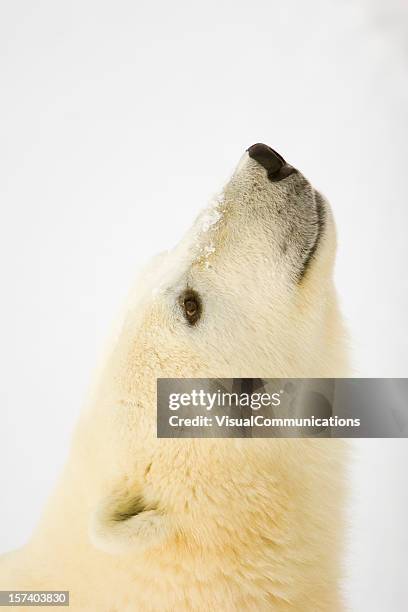 polar bear close up. - polar bear face stock pictures, royalty-free photos & images