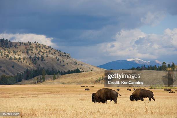 american bison herd on the prairie - american bison stock pictures, royalty-free photos & images