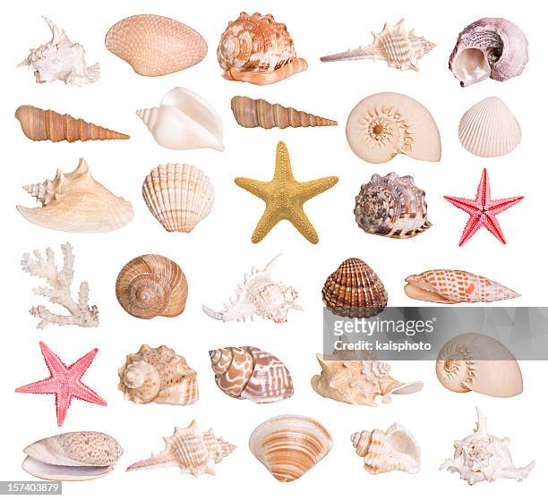 raccolta di conchiglie - shell foto e immagini stock