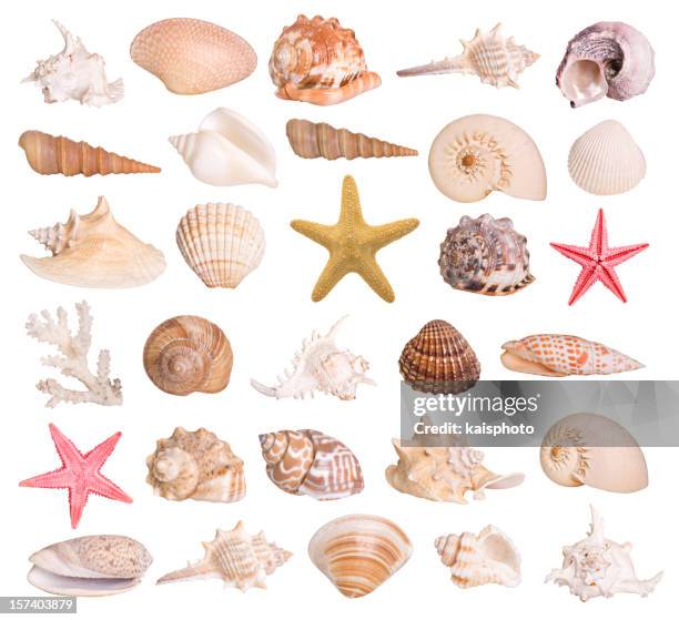 81,835 Animal Shell Photos and Premium High Res Pictures - Getty Images 81,835 Animal Shell Photos and Premium High Res Pictures - Getty Images