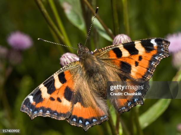 farfalla piccolo tortoiseshell - aglais-urticae-aglais foto e immagini stock