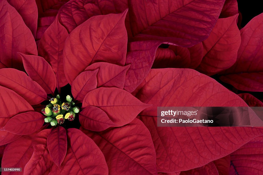 Poinsettia