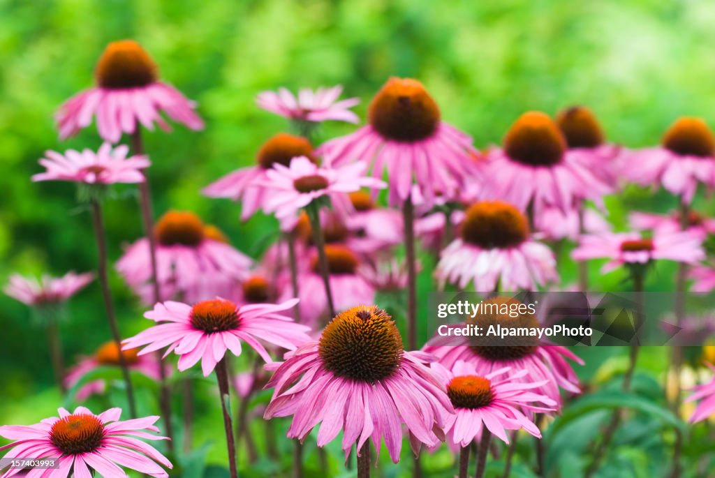 Echinacea purpurea 'Merlot' - X