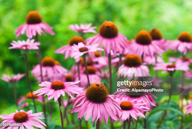 echinacea purpurea 'merlot' - x - coneflower stock pictures, royalty-free photos & images