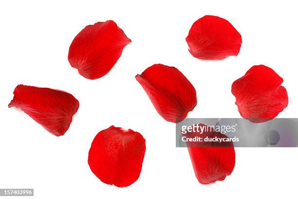 rote rosenblüten - rose petals stock-fotos und bilder