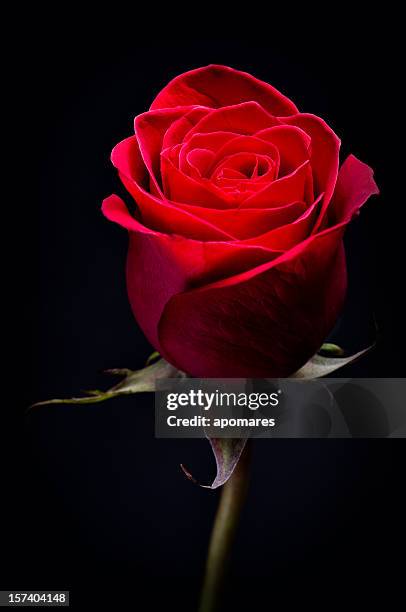 red rose - single rose stock pictures, royalty-free photos & images