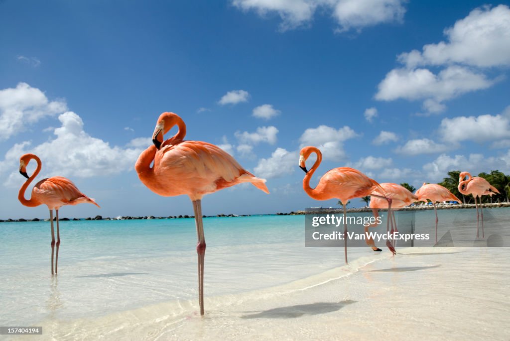 Flamingos am Strand