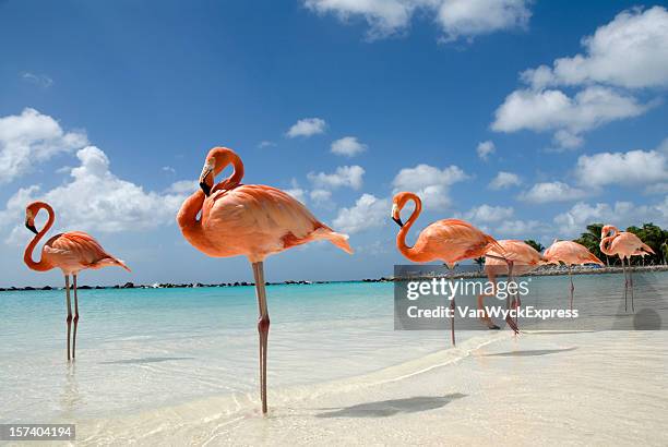 flamingos am strand - aruba beach stock-fotos und bilder