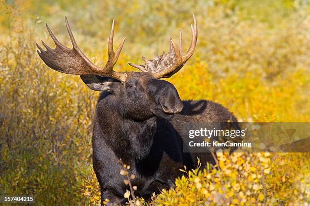 bull moose portrait and autumn foliage - moose face stock pictures, royalty-free photos & images