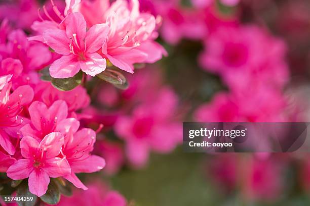 azalea - azalea foto e immagini stock