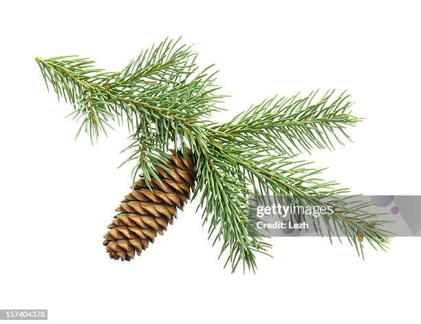 christmas tree - limb stockfoto's en -beelden