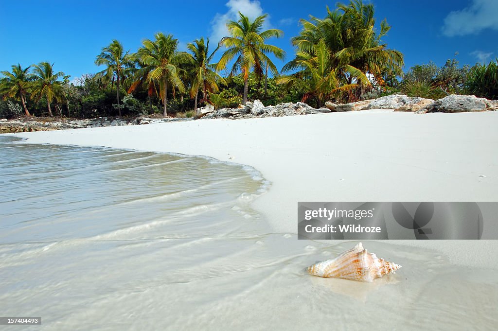 Shell washes up on tropical beach