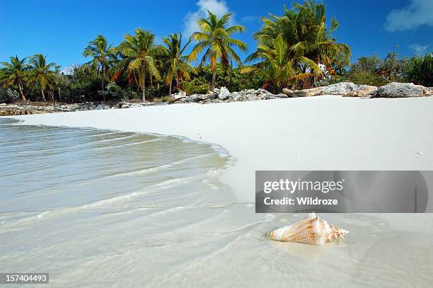 shell washes up on tropical beach - bonaire stockfoto's en -beelden