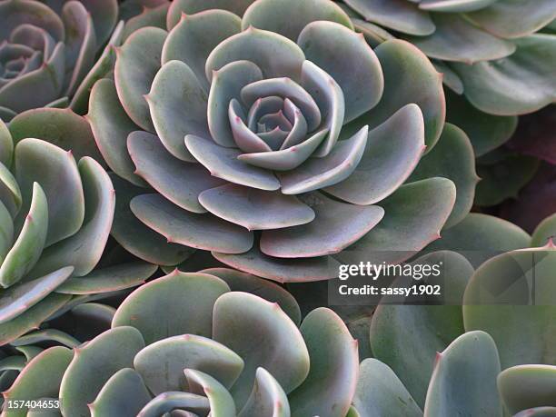 hens and chicks plant full frame - succulent plant stock pictures, royalty-free photos & images
