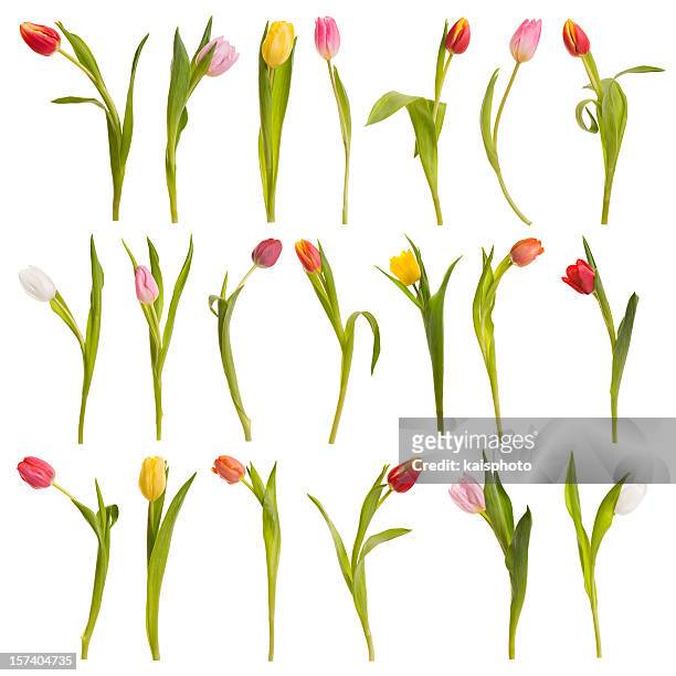 montage of tulips - tulip stock pictures, royalty-free photos & images