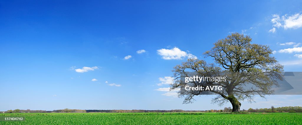 Nicely shaped oak tree