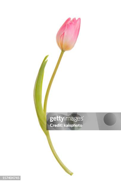 beautiful tulip - enkel object stockfoto's en -beelden