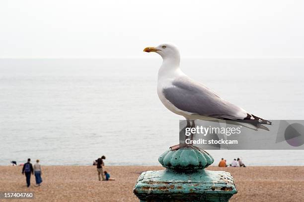 seagull at the beach - meeuw stockfoto's en -beelden