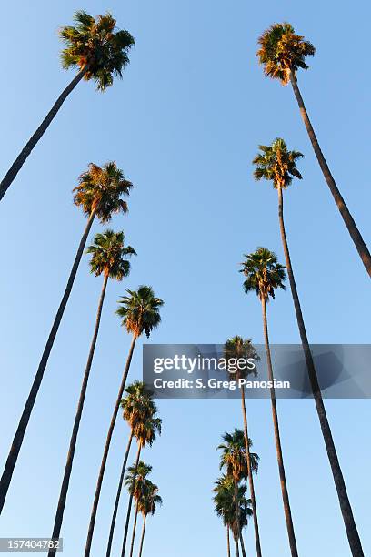 looking up to the sky and see lines of palm trees - palm trees california stock pictures, royalty-free photos & images