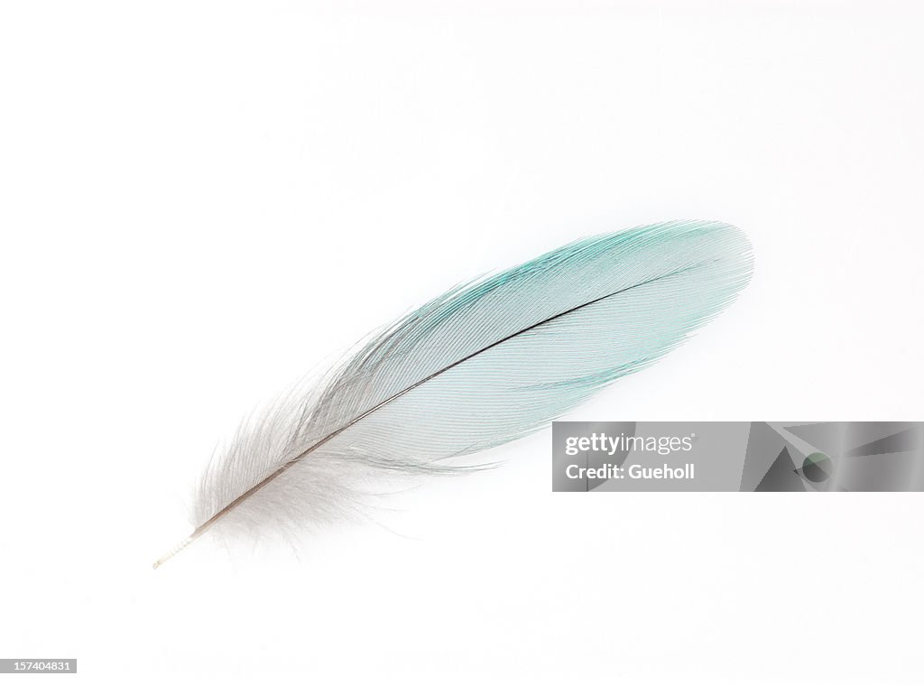 A white feather on white background