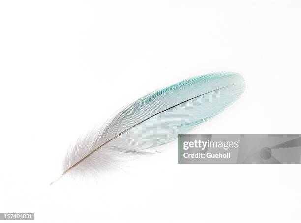a white feather on white background - blue parakeet stock pictures, royalty-free photos & images