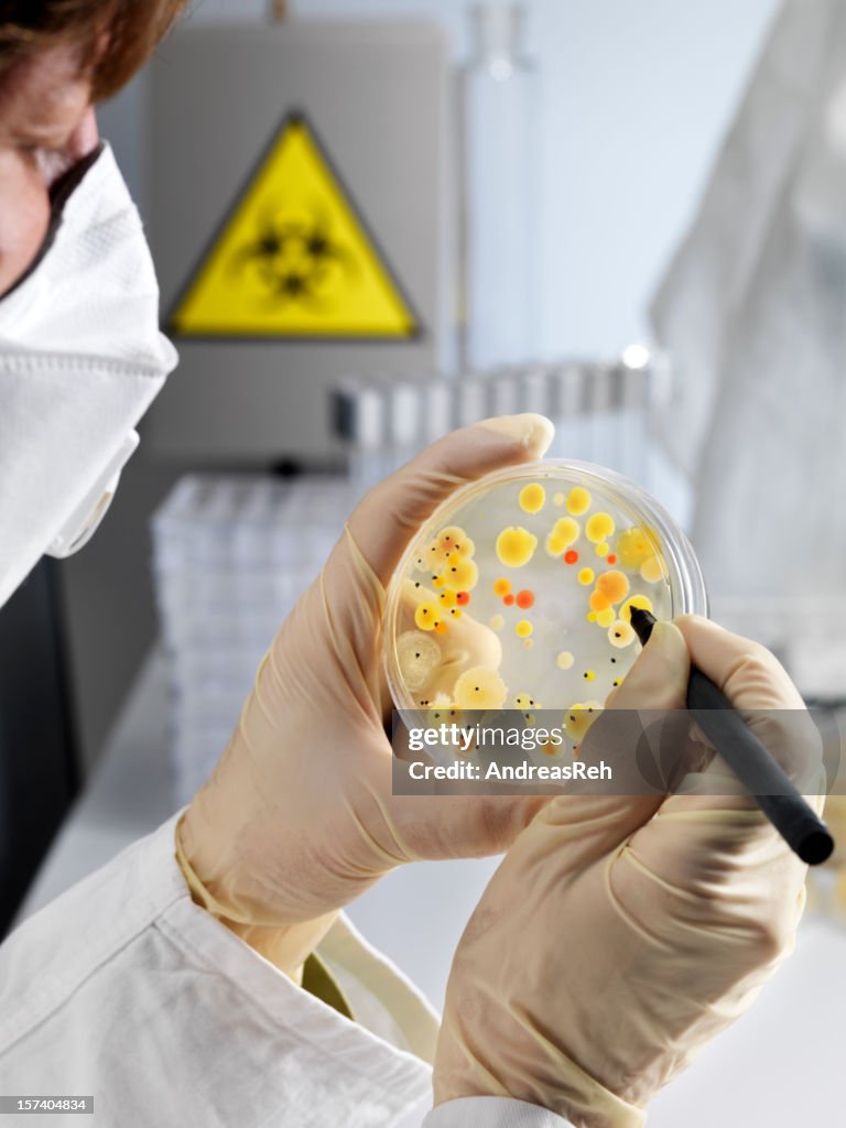 Counting Bacteria Colonies High-Res Stock Photo - Getty Images