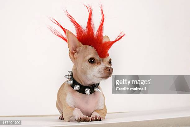 punk - chihuahua dog foto e immagini stock
