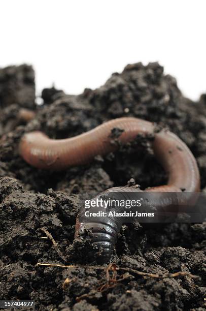 worm going underground - earthworm stock pictures, royalty-free photos & images