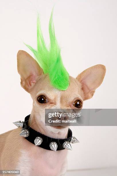 a chihuahua with a green punk hair - rock object stockfoto's en -beelden