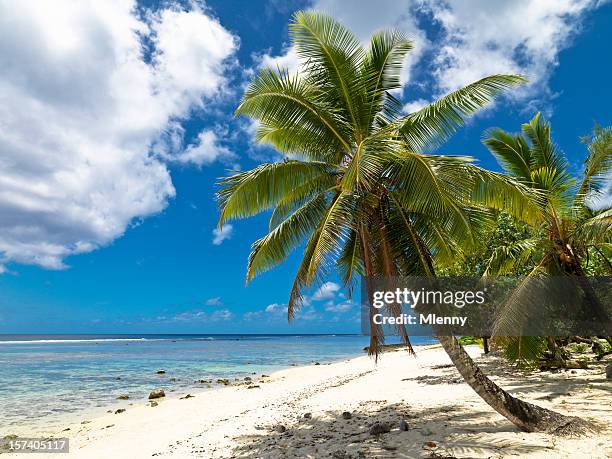 dream beach - coconut palm tree stock pictures, royalty-free photos & images